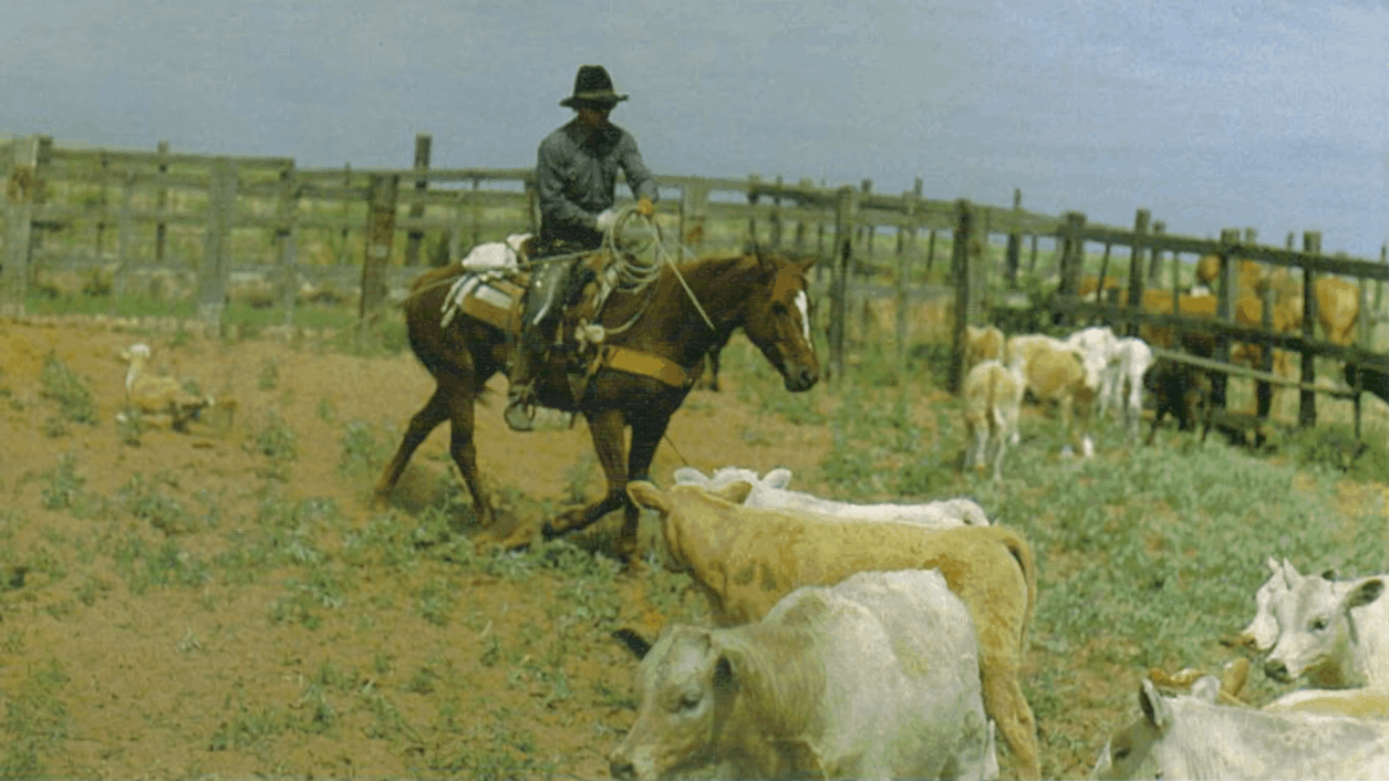CowboyFavorites.com - Jack Dragging Calf