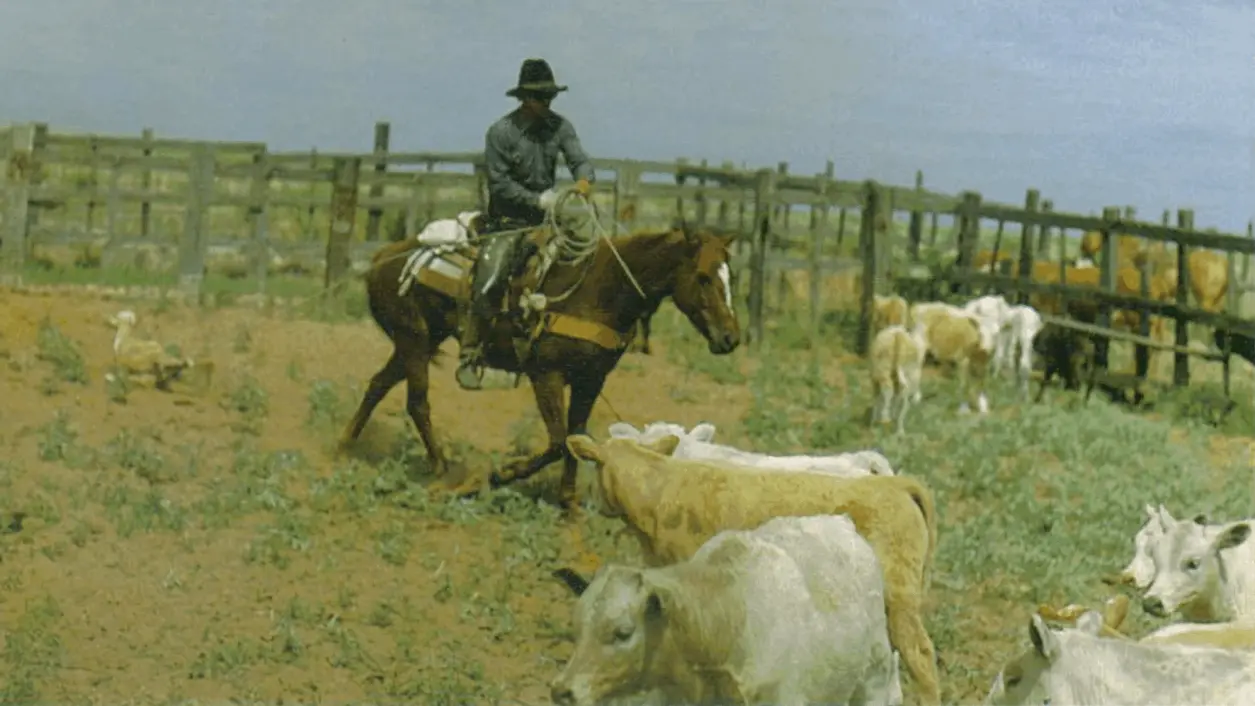 CowboyFavorites.com - Jack Dragging Calf